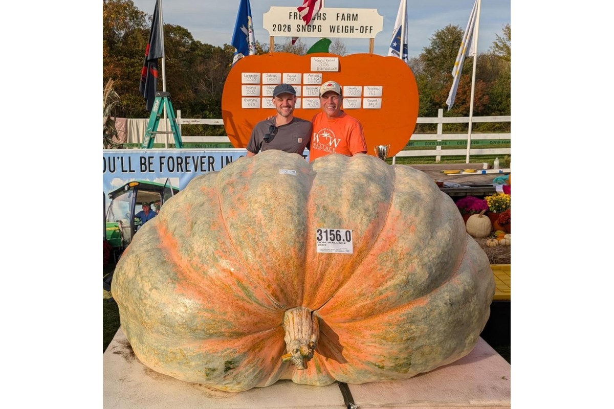 Produtor dos EUA colhe abóbora gigante de mais de 1.400 kg