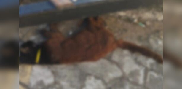Laudo descarta envenenamento e aponta traumatismo em gata no ES