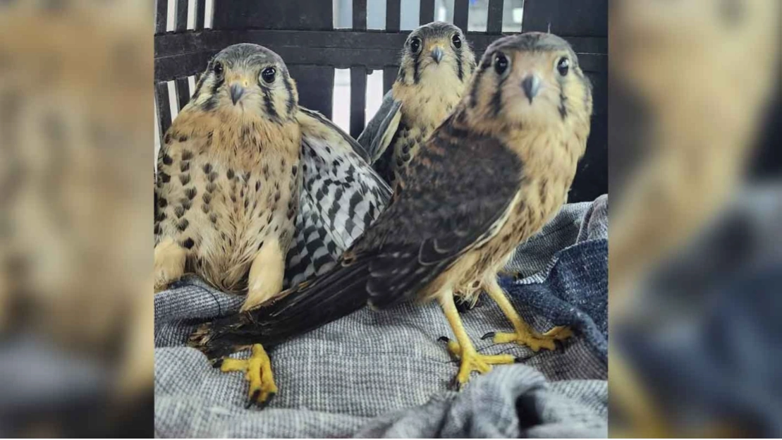 Ibama atua em apoio logístico, resgates de animais e combate a incêndios