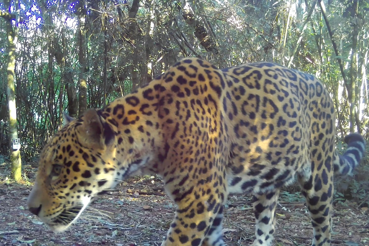 Parque Nacional do Iguaçu registra nova onça-pintada