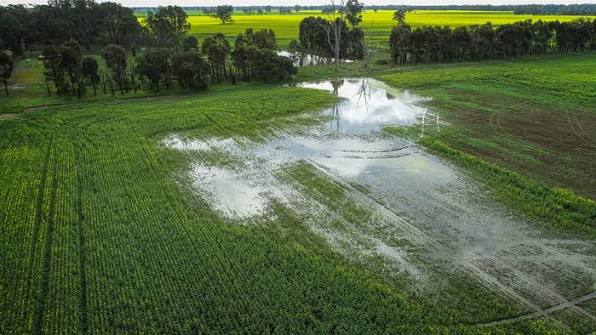 Setor agropecuário enfrenta desafios com chuvas intensas e avanço da safra