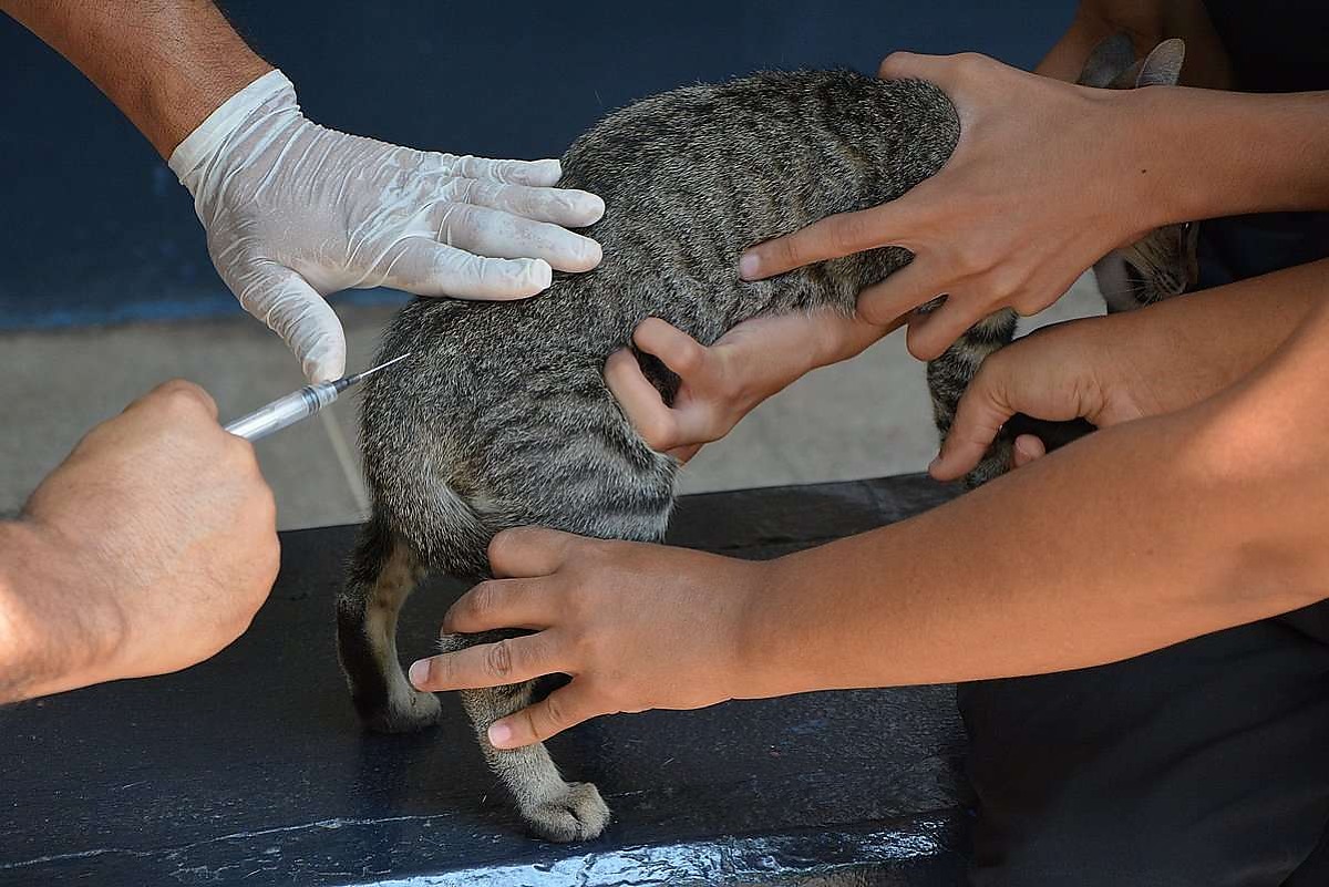 Várzea Grande realiza Dia D de vacinação antirrábica animal neste sábado