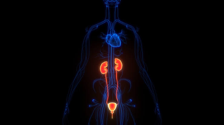 Novo exame de imagem detecta quase 98% das lesões de câncer renal