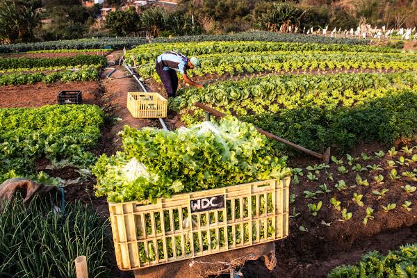 Ações globais e regionais buscam fortalecer a agricultura familiar