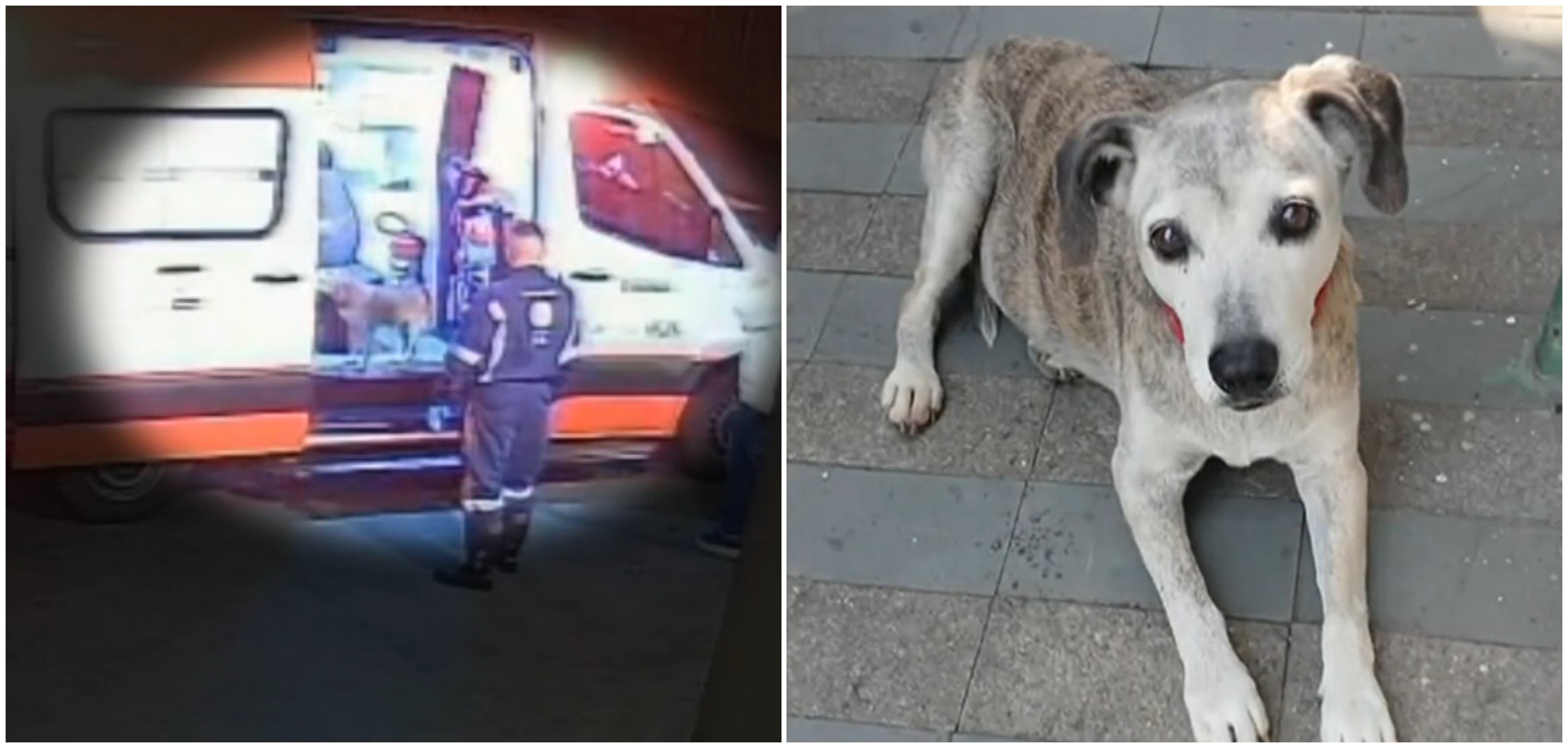 Cachorrinha que entrou em ambulância em SP é encontrada após um mês