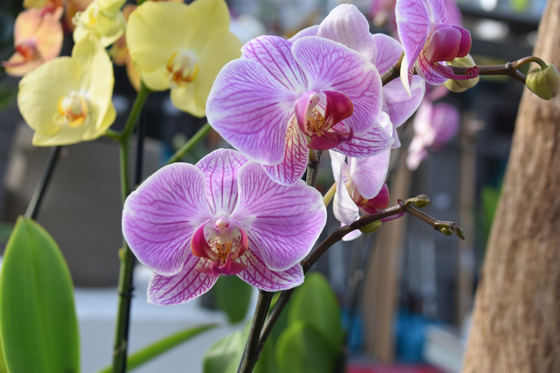 Usos surpreendentes do alvejante e dicas para cultivo de orquídeas