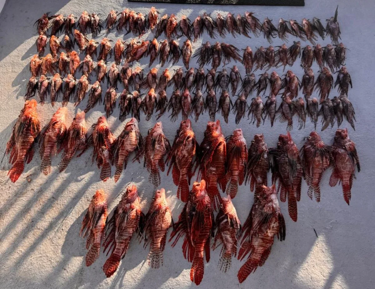 Captura de peixes-leão em Fernando de Noronha reforça alerta ambiental