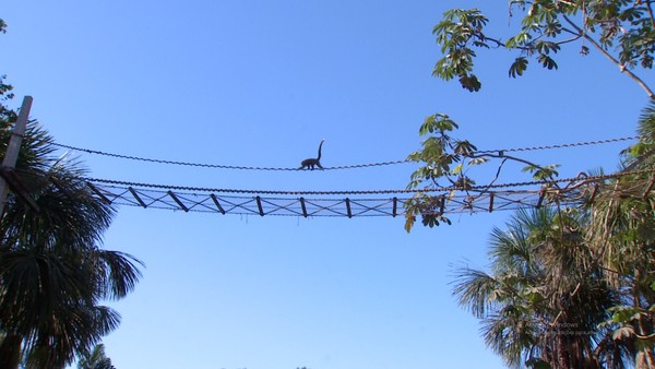 Câmeras registram macacos ameaçados em ponte de fauna em SC