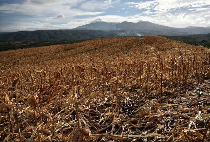 Safra recorde e o desafio do Super El Niño no agronegócio