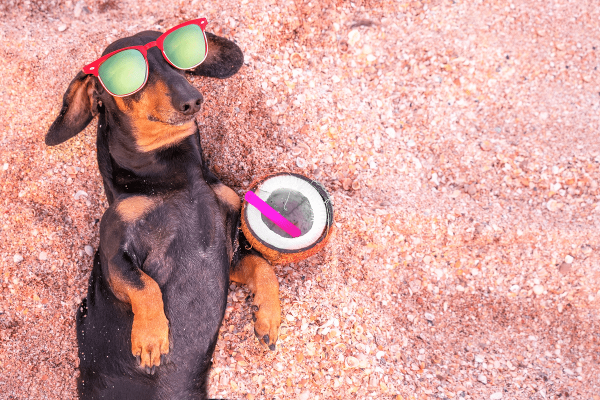 Bebidas refrescantes ajudam na hidratação de pets no calor