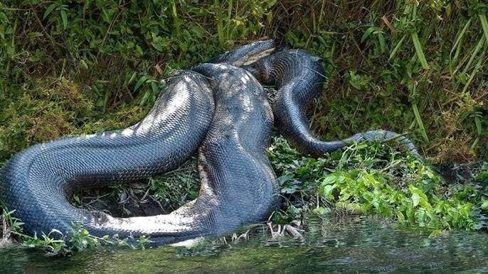 Sucuri gigante é registrada em parque estadual de Mato Grosso do Sul