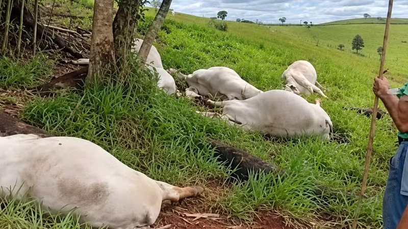 Raio atinge árvore e mata 16 cabeças de gado no interior paulista