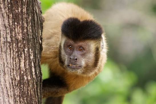 Macaco-prego invade condomínio em Salvador, consome álcool e fere cinco pessoas