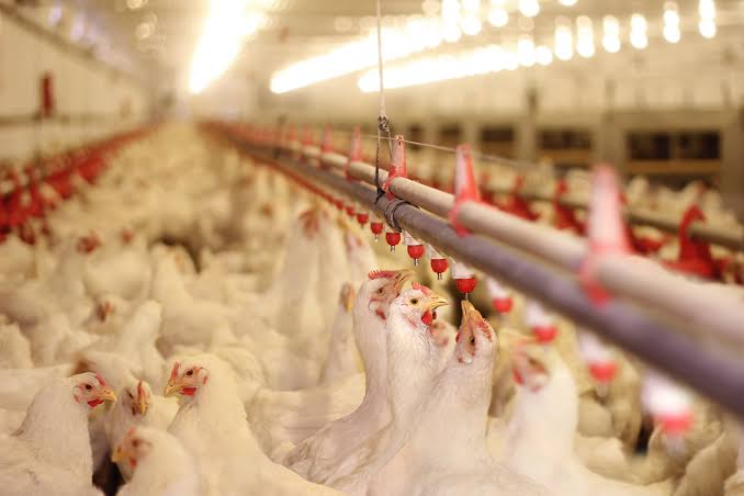 Impacto na avicultura e dicas para o preparo de carne de frango