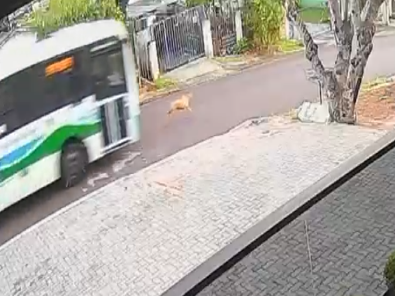 Polícia Civil indicia motorista por atropelamento e morte de cão