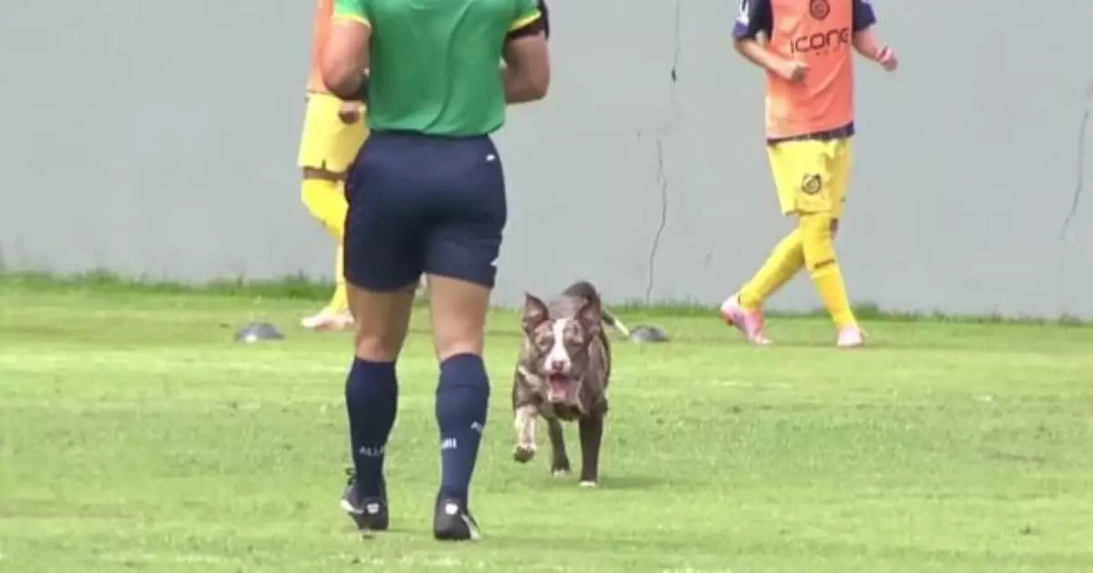 Cachorro invade campo e quase marca em jogo do Vasco Sub-15