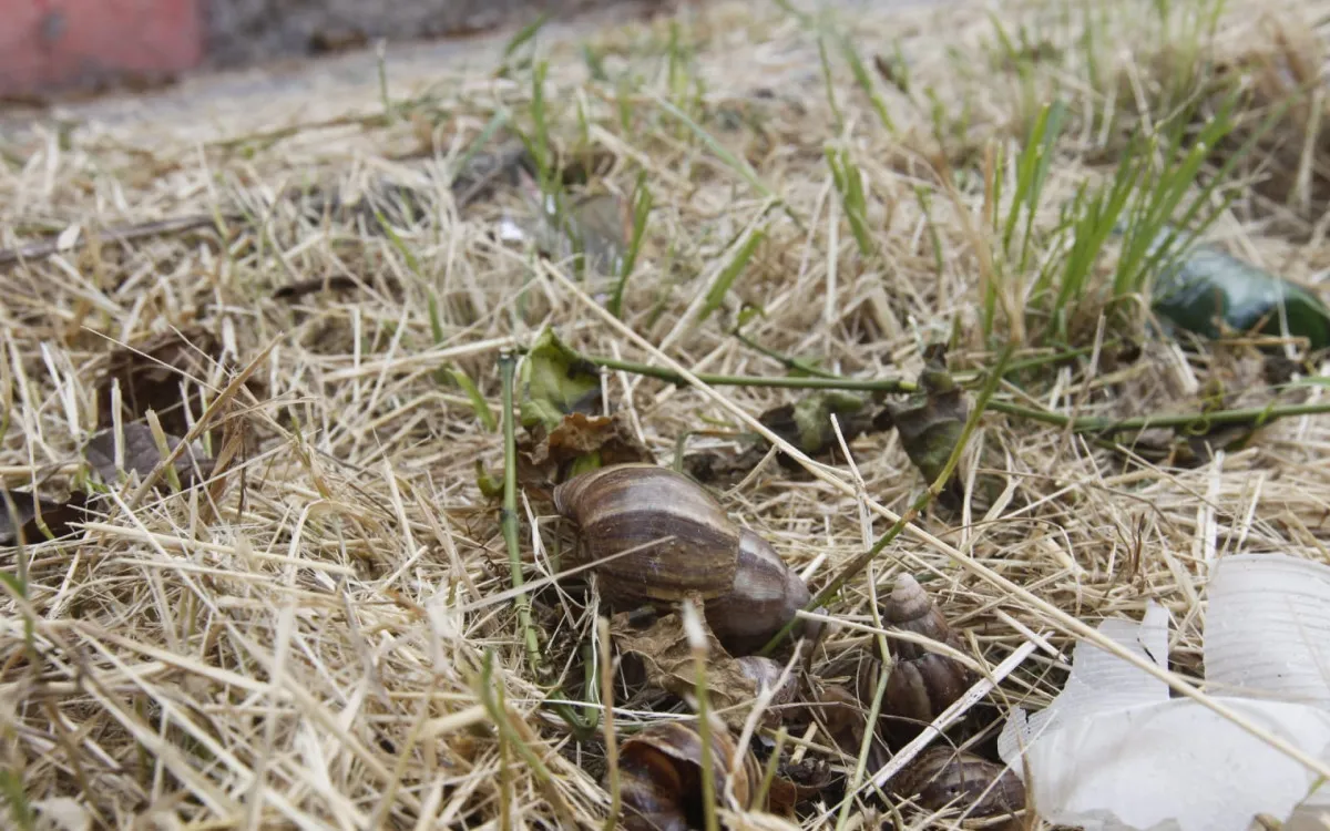 Impacto de moluscos varia de praga agrícola a resgate urbano e manejo de plantas